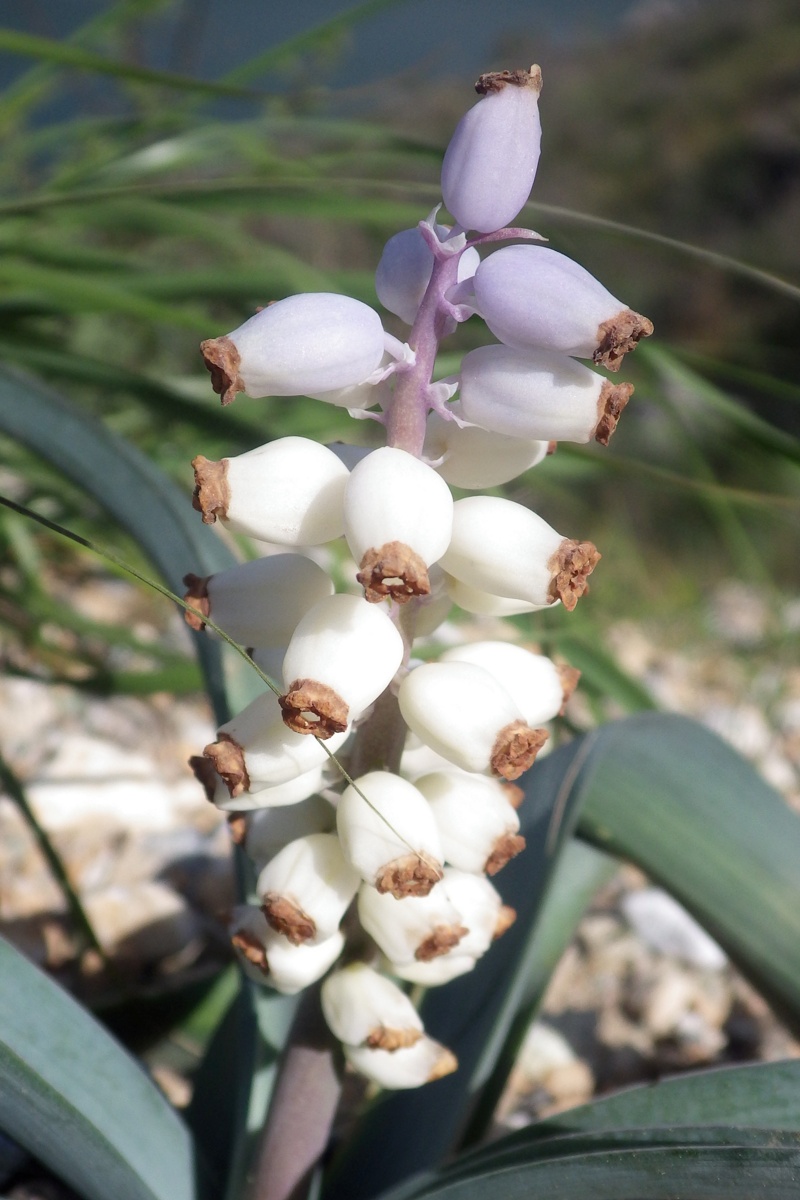 Image of Muscari muscarimi specimen.