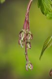 Acer negundo