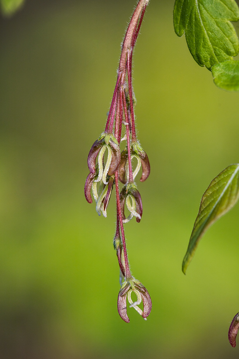 Image of Acer negundo specimen.