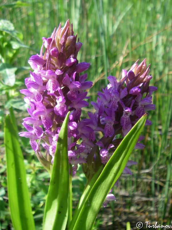 Изображение особи Dactylorhiza incarnata.