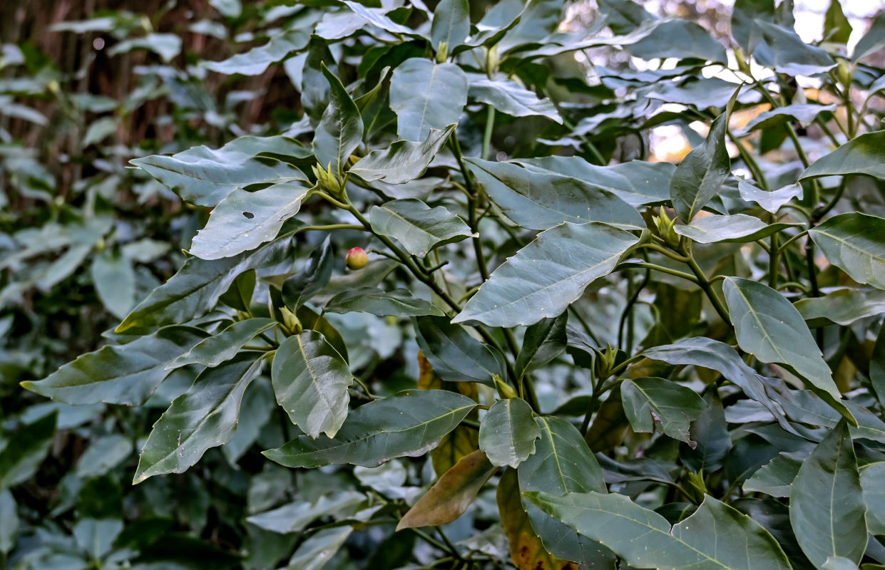 Изображение особи Aucuba japonica.