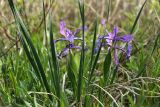 View full-size image Iris ventricosa