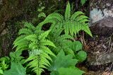 View full-size image Athyrium otophorum