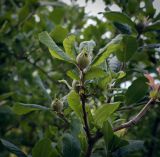 View full-size image Mespilus germanica