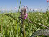 View full-size image Dactylorhiza urvilleana