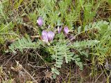 Смотреть изображение Astragalus testiculatus