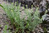 View full-size image Alyssum simplex