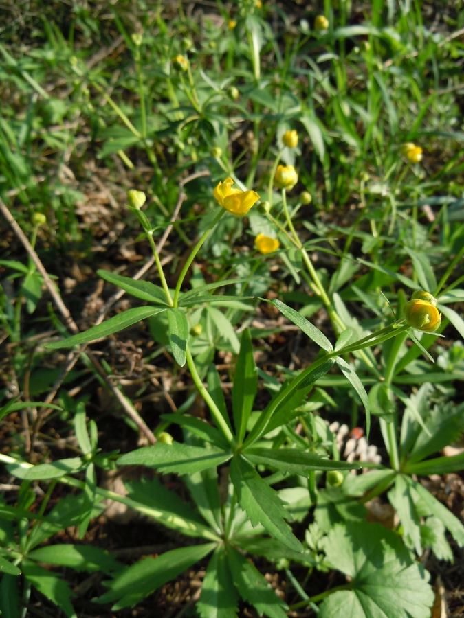 Image of genus Ranunculus specimen.