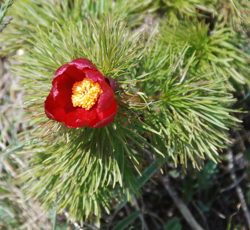 Image of Paeonia tenuifolia specimen.