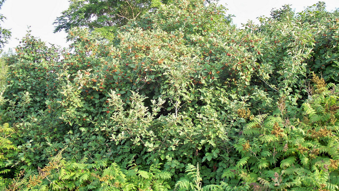 Image of Crataegus dahurica specimen.