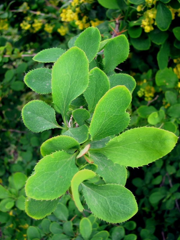 Изображение особи Berberis vulgaris.