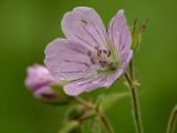 Geranium sylvaticum. Цветок. Московская обл., Раменский р-н, окр. дер. Хрипань, луг. 13.06.2003.