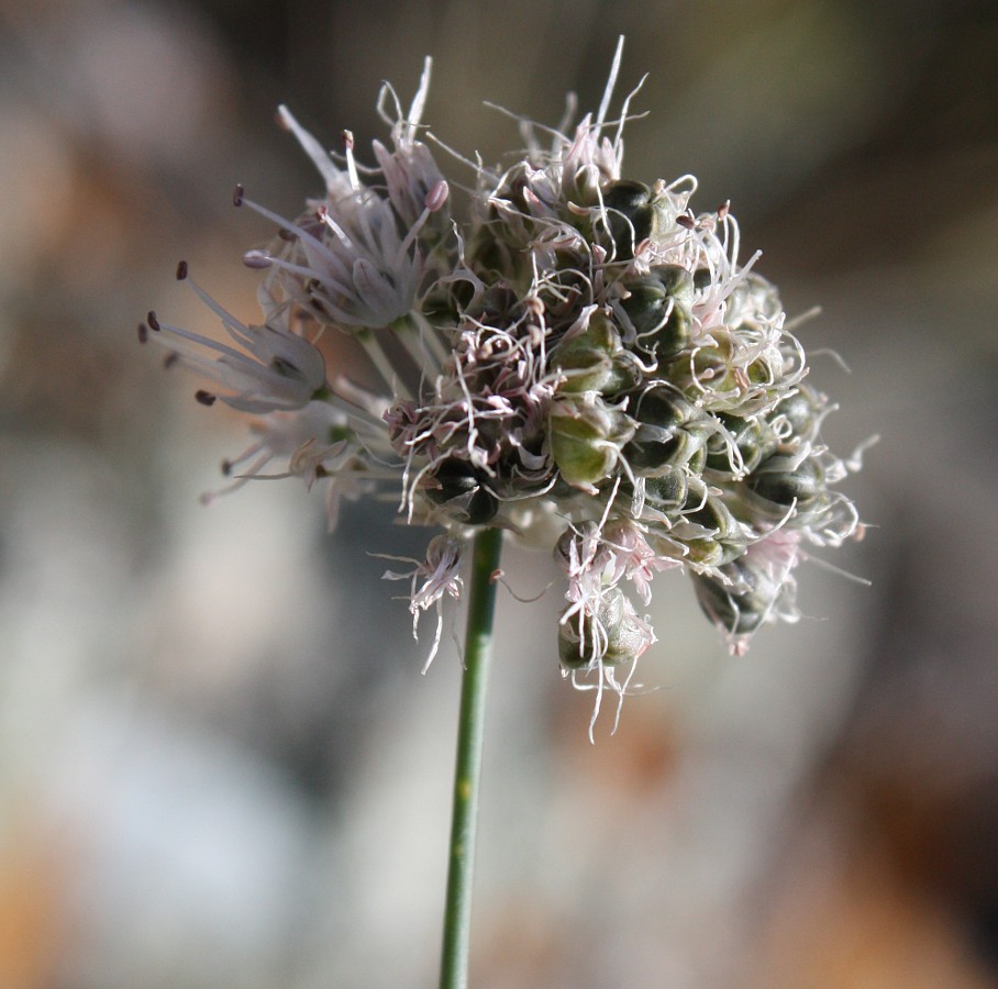 Image of Allium clathratum specimen.