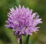 Allium schoenoprasum. Соцветие. Московская обл., Раменский р-н, окр. дер. Хрипань, садовый участок. 10.06.2011.