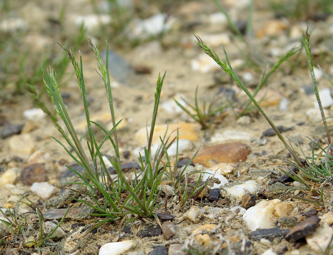 Image of Poa bulbosa ssp. vivipara specimen.