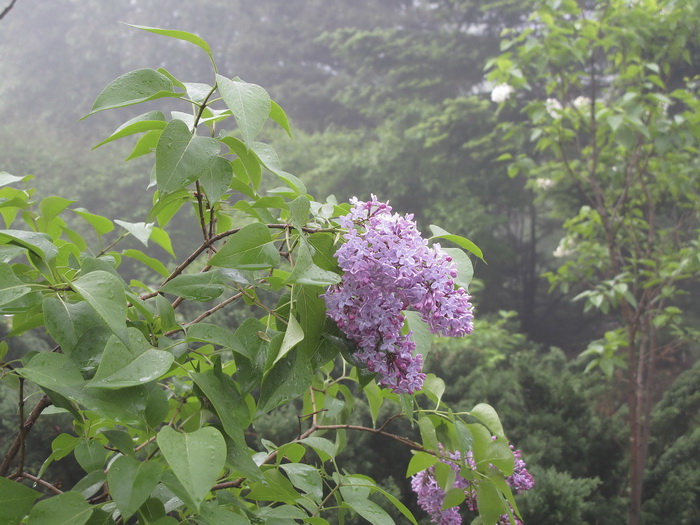 Image of Syringa vulgaris specimen.