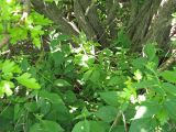 Смотреть изображение Vincetoxicum flavum