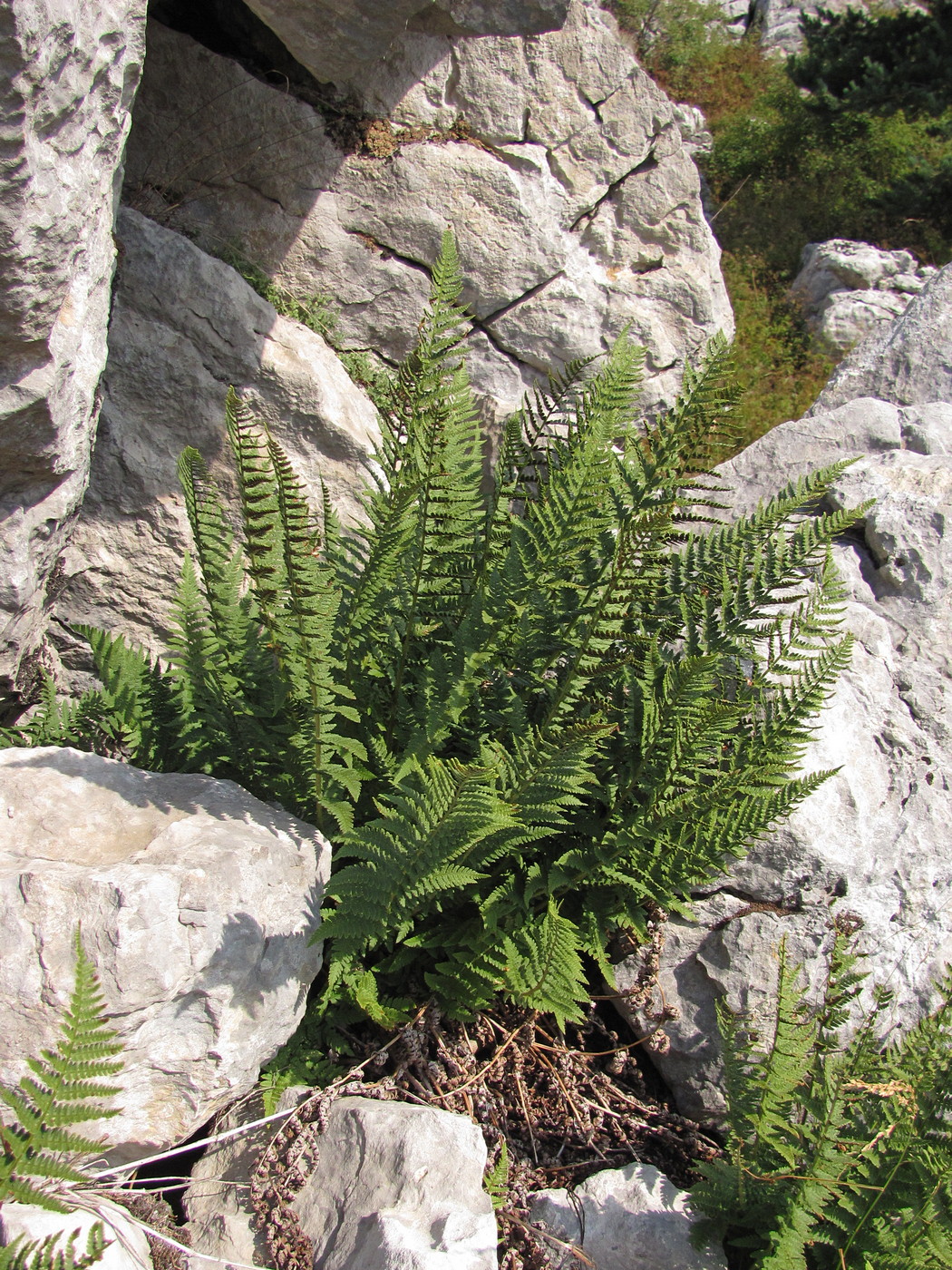 Image of Dryopteris villarii specimen.