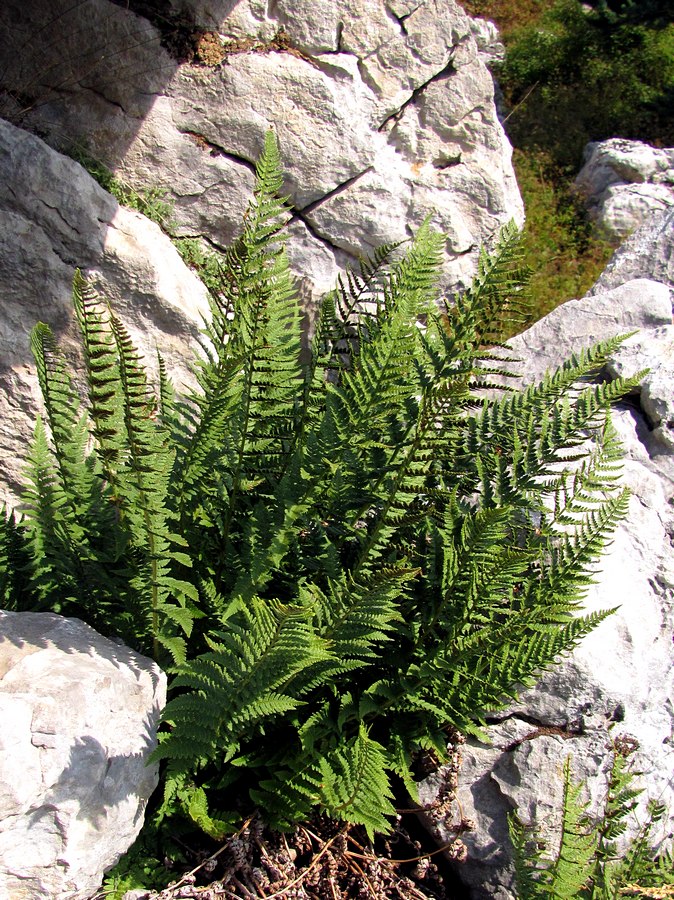 Image of Dryopteris villarii specimen.