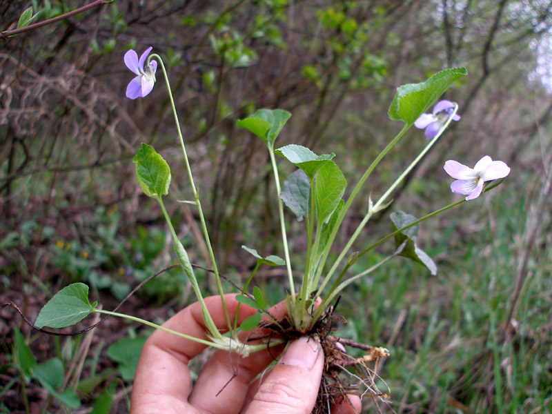 Image of Viola suavis specimen.