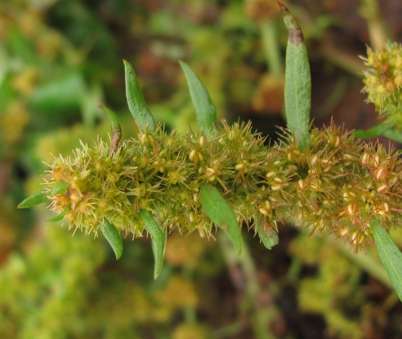 Image of Rumex maritimus specimen.