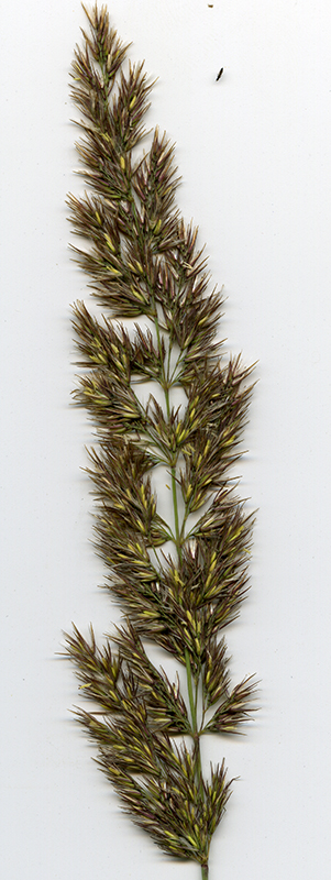 Image of Calamagrostis epigeios specimen.