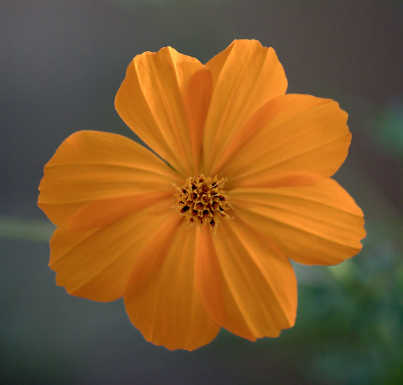 Image of Cosmos sulphureus specimen.