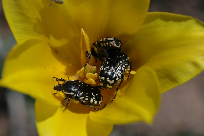 Image of Tulipa kolpakowskiana specimen.