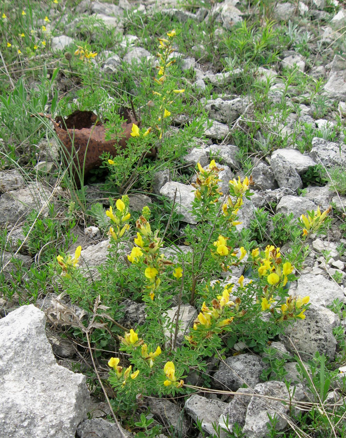 Изображение особи Chamaecytisus ruthenicus.