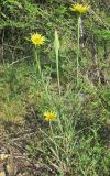 Tragopogon dubius subspecies major