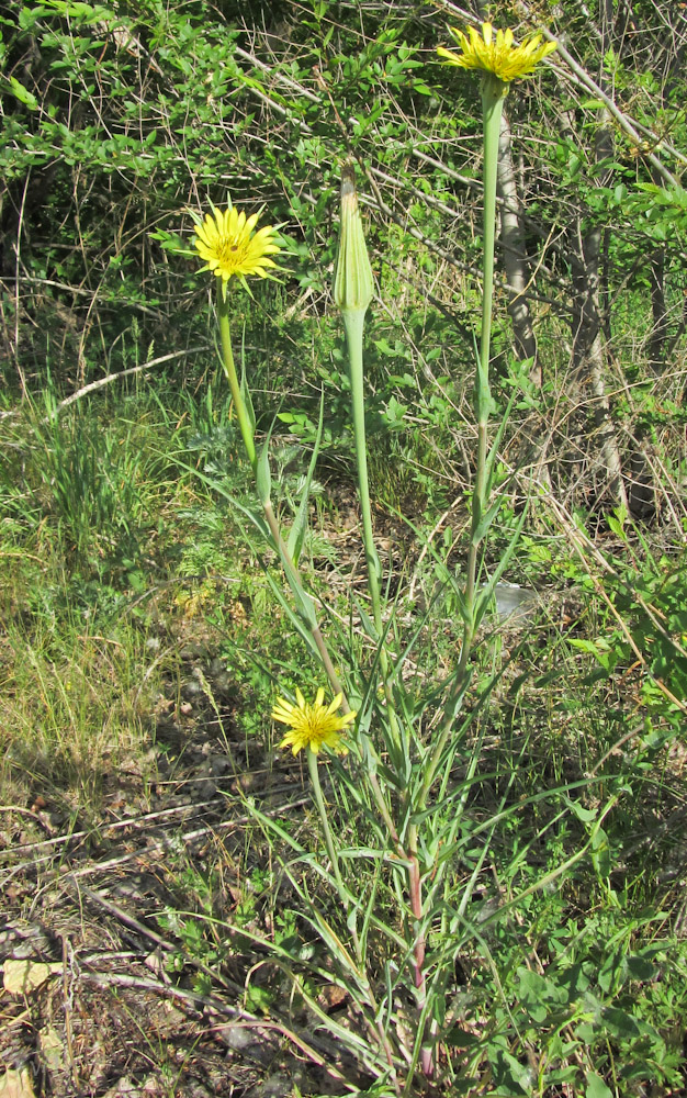 Image of Tragopogon dubius ssp. major specimen.