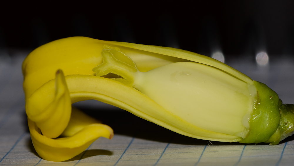 Image of Carica papaya specimen.