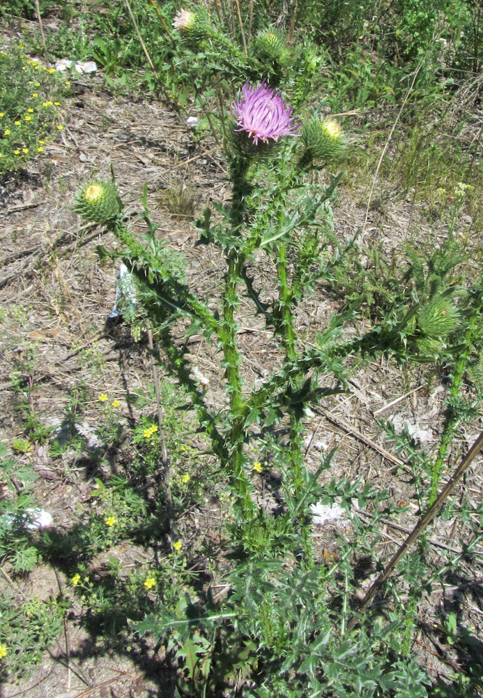 Изображение особи Carduus acanthoides.