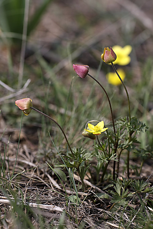 Image of Anemone gortschakowii specimen.