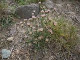 Erigeron orientalis. Цветущее растение. Кабардино-Балкария, верховья р. Малка, урочище Джилы-Су, 2400 м н.у.м. 29.07.2012.