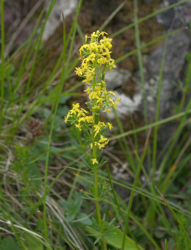 Image of Galium anfractum specimen.