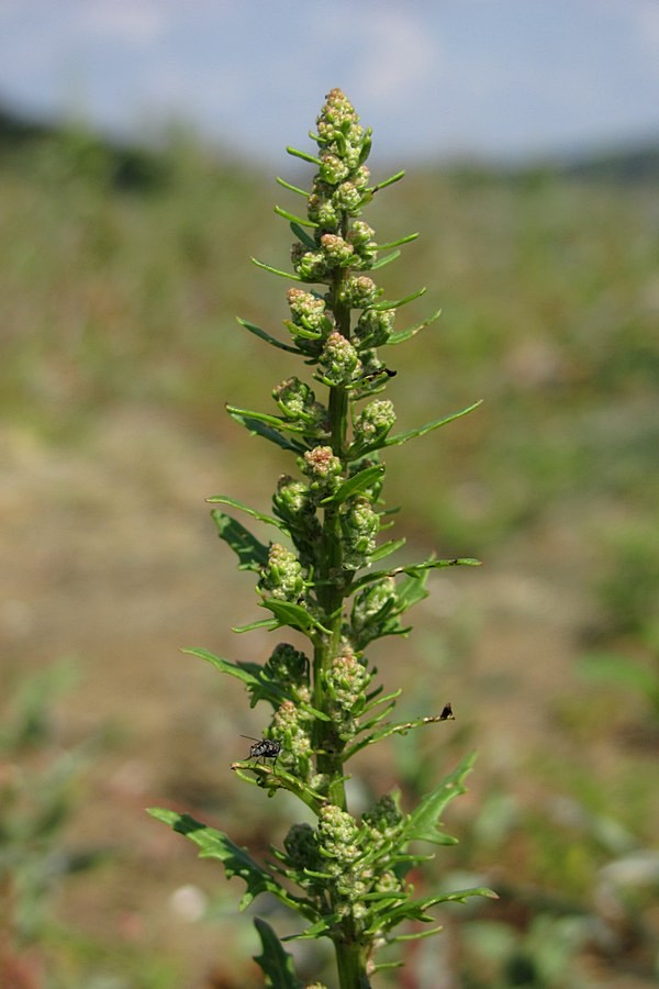 Image of Oxybasis rubra specimen.