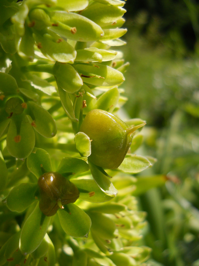 Изображение особи Eucomis autumnalis.