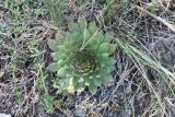 Sempervivum caucasicum