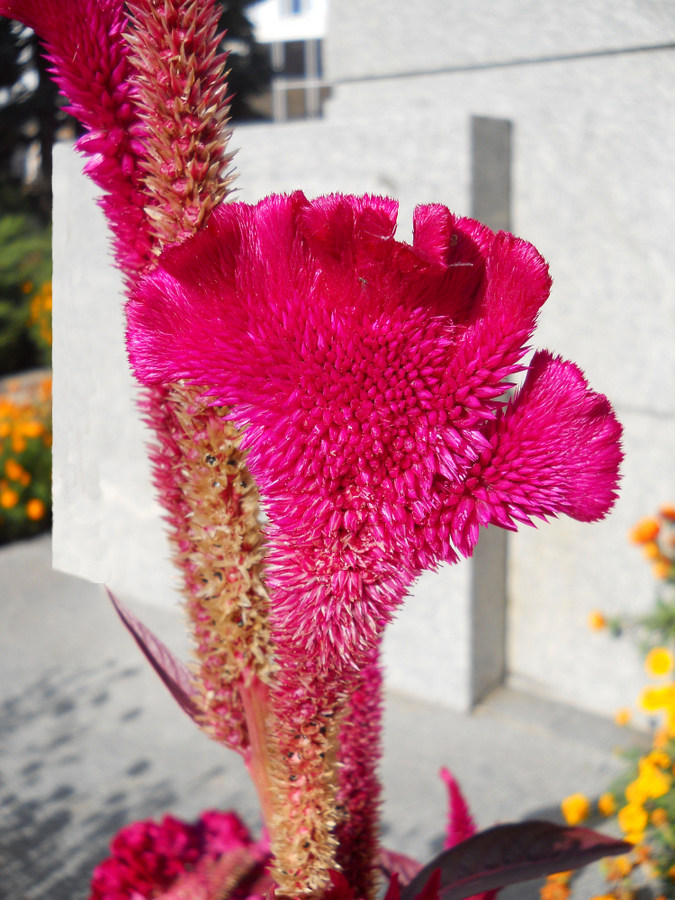 Image of Celosia cristata specimen.