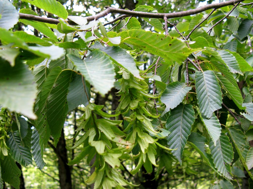 Лиственные деревья беларуси фото и названия