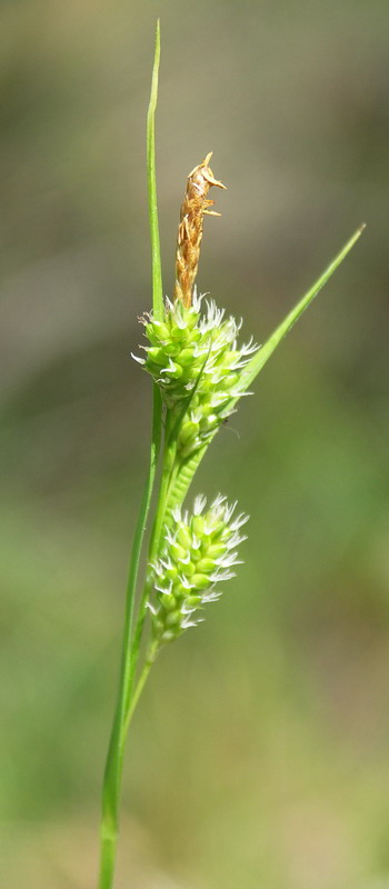 Изображение особи Carex pallescens.