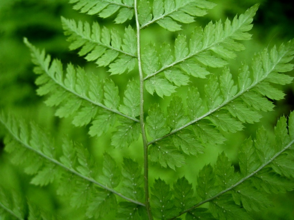 Image of Dryopteris amurensis specimen.