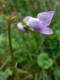 Viola epipsila. Верхушка цветущего растения (вид сбоку). Свердловская обл., окр. г. Североуральск, южная окраина Колонгинского водохранилища, окраина болота. 03.06.2012.