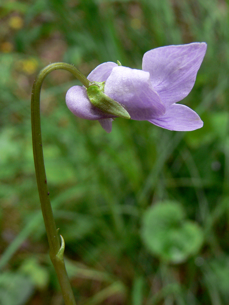 Изображение особи Viola epipsila.