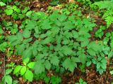 Actaea spicata