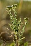 Achillea pannonica. Верхушка растения с соцветиями. Ростовская обл., Аксайский р-н, окр. хут. Александровка. 26.06.2012.