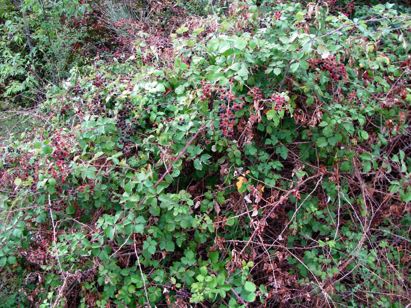 Image of genus Rubus specimen.