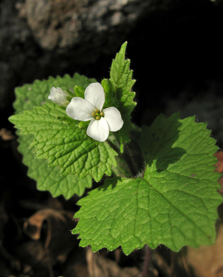 Image of Alliaria petiolata specimen.