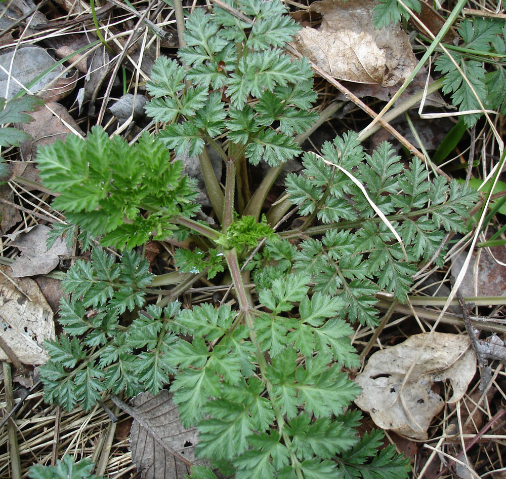 Изображение особи семейство Apiaceae.